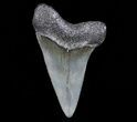 Fossil Mako Shark Tooth - Georgia #75063-1